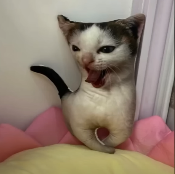 Ugly cat shaped photo pillow of a screaming cat propped on a bed